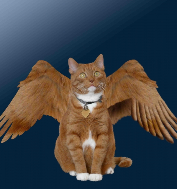 Creation of Angel: Step 4